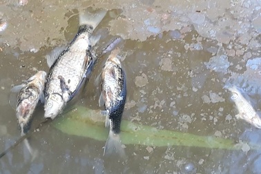 Nước thải bột mì làm cá chết, người dân bức xúc tại Bình Định!