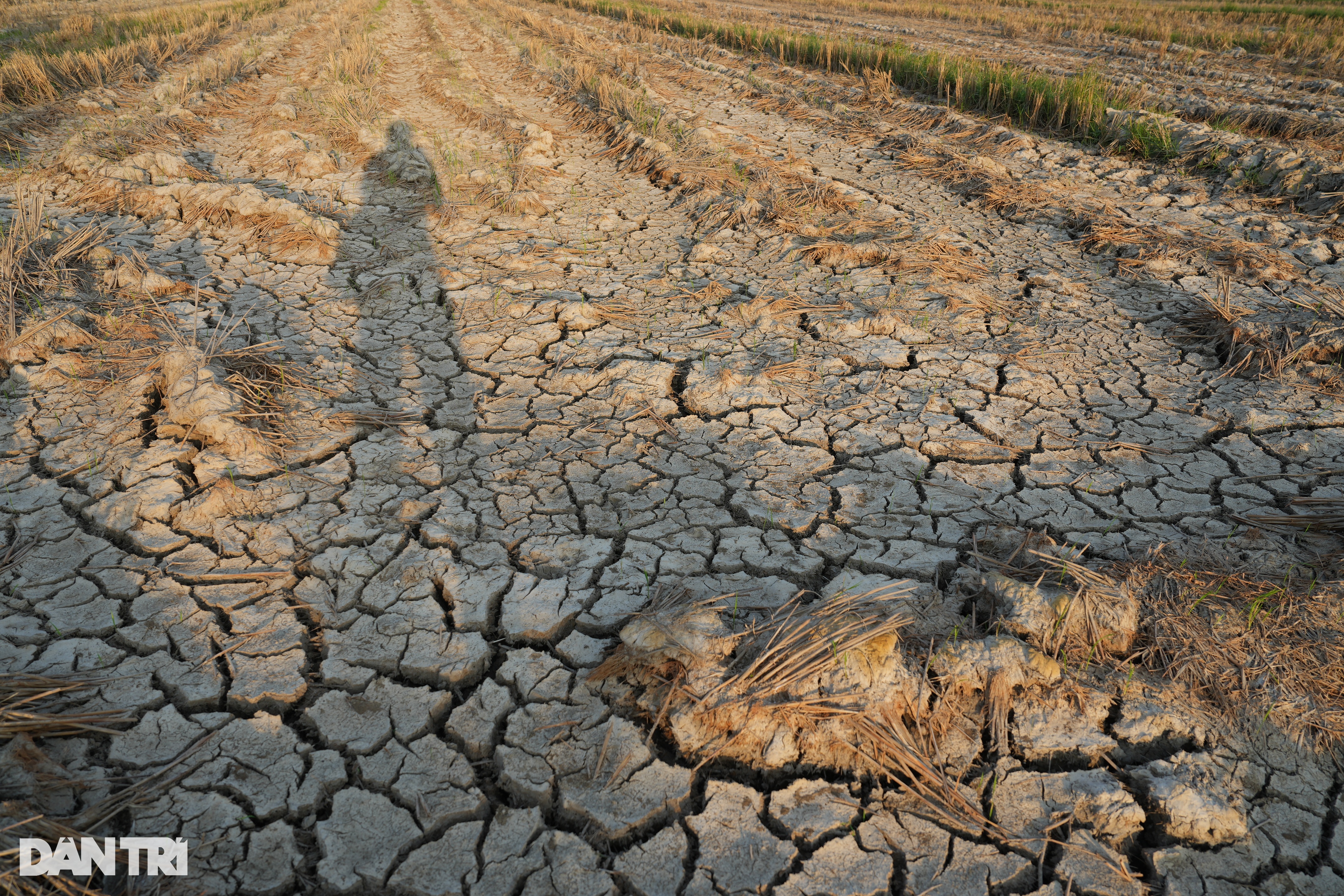 Mùa hạn mặn kỳ lạ: Nơi ruộng đồng khô khốc, chỗ đường hóa thành sông - 1