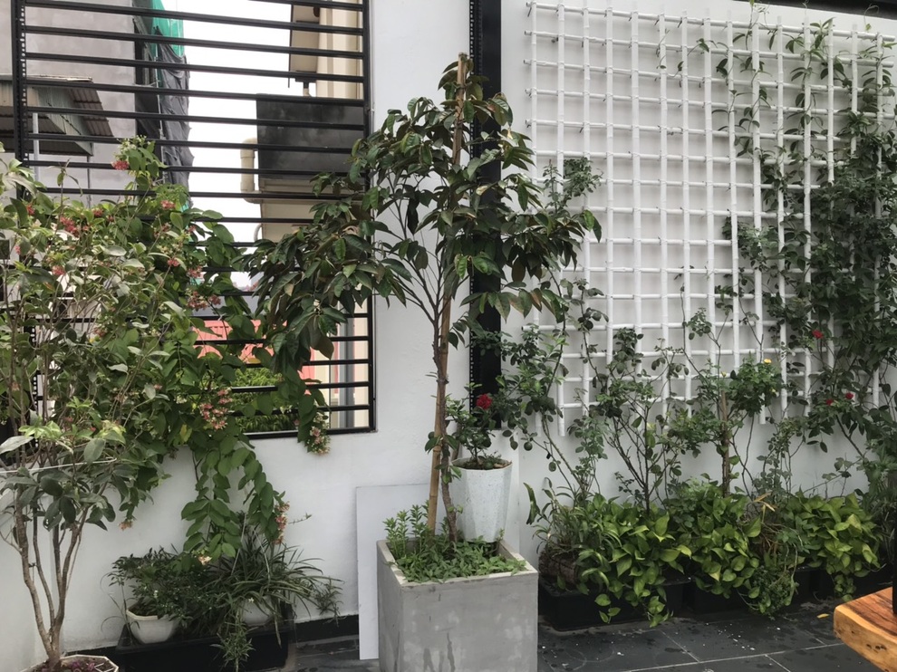 Người chồng biến sân thượng thành góc trốn dịch bình yên tặng vợ con - 3 Người chồng biến sân thượng thành góc trốn dịch bình yên tặng vợ con - 3
