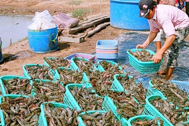 Có khả năng thắng vụ kiện tôm ở WTO