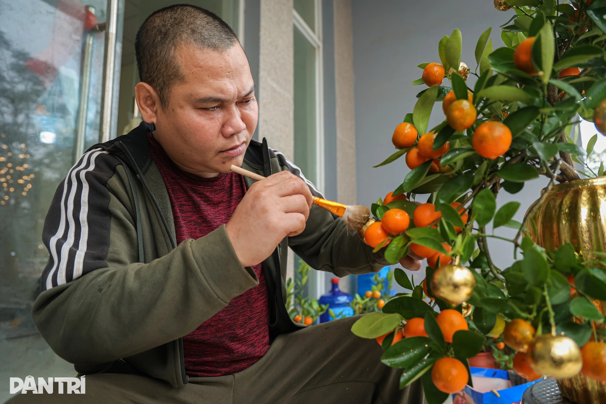 হ্যানয়: ২৪ ক্যারেট সোনার প্রলেপ দেওয়া কুমকোয়াটের দাম কয়েক মিলিয়ন ভিয়েতনামি ডং, যা টেট ভ্রমণকারীদের আকর্ষণ করছে - ৩ Hà Nội: Quất dát vàng 24K giá vài triệu đồng, hút khách chơi Tết - 3