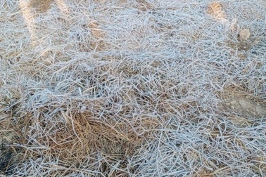 Sương muối phủ trắng cánh đồng ở Lạng Sơn trong cái rét căm căm