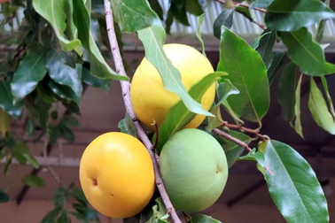 Thương lắm, Thị ơi!