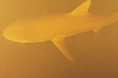 Quái vật đại dương sống ở nơi khắc nghiệt nhất Trái đất