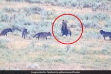 Clip gấu mẹ anh dũng bảo vệ đàn con khỏi đàn sói dữ