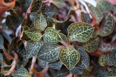 Lan Gấm - Lan Kim Tuyến: Một dược liệu quý của Việt Nam