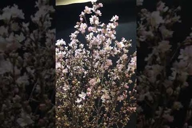 Anh đào Sakura trái vụ siêu hiếm xuất hiện dịp Tết Hà Nội