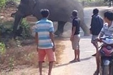 Voi rừng kéo về phá hoa màu của dân