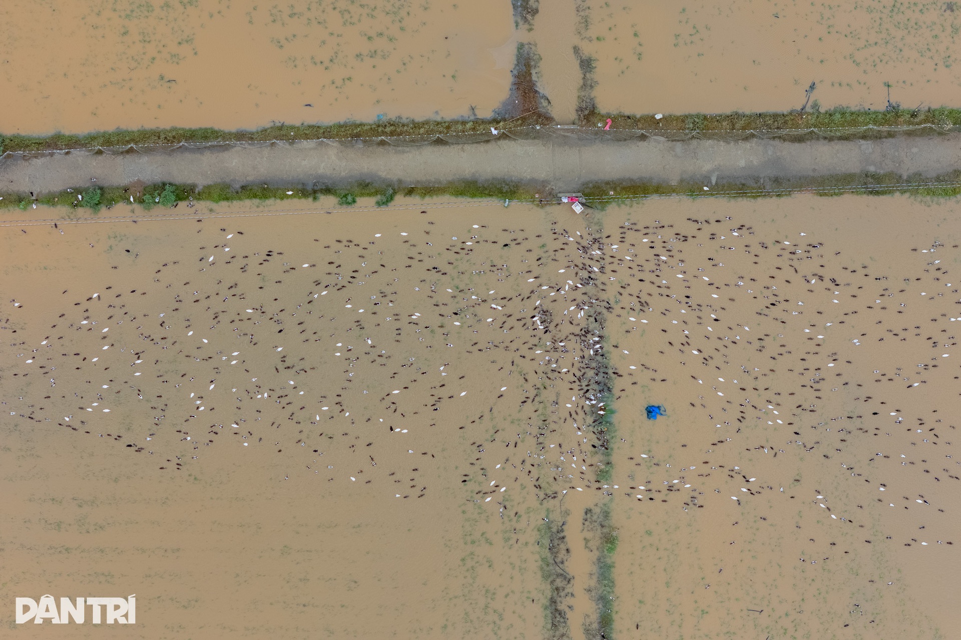 Cuộc sống hai không của người dân Phan Rang trong ngày thứ 5 chống lũ - 12