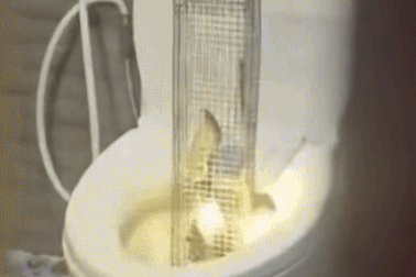 Phát hiện hổ mang trong bồn cầu, gia chủ ở Hưng Yên dụ 3 ngày mới bắt được