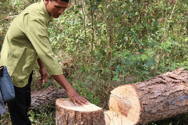 Một công an viên nhận tiền để làm ngơ việc phá rừng