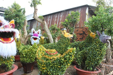 Hốt bạc nhờ “hóa phép” cây quất thành hình thù độc đáo