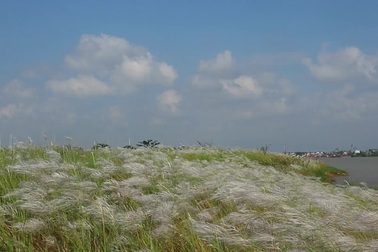 Mùa hoa lau đã về gần Hội An