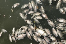 Nước bất ngờ chuyển màu, cá chết trắng kênh