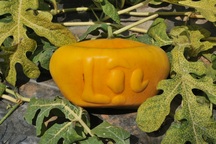 Bưởi hồ lô, dưa hấu thỏi vàng… chẳng “ngán” dưa thần tài Trung Quốc