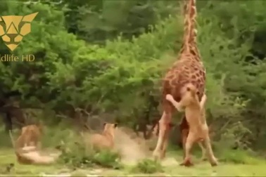 Đàn sư tử bất lực trước sự phản kháng của hươu cao cổ