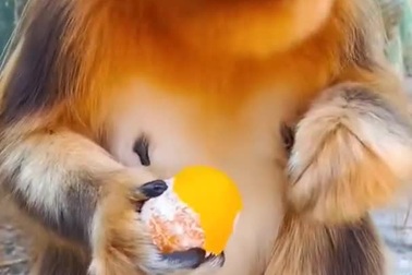 Bữa ăn ngon lành của chú voọc mũi hếch