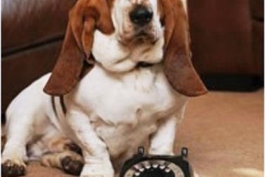 Chú chó cầu cứu cảnh sát bằng số gọi khẩn cấp