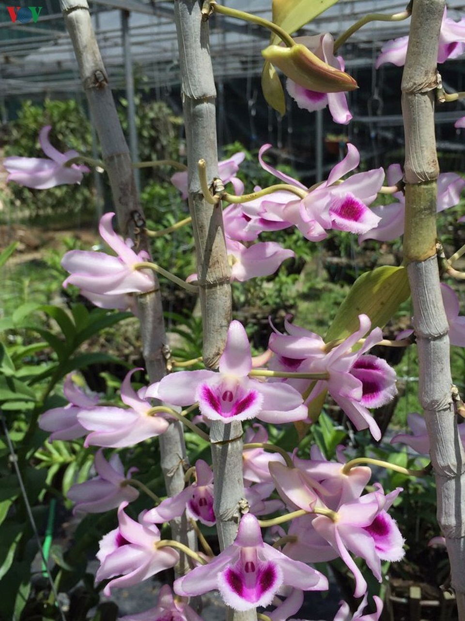 Bí quyết nhận diện lan đột biến tiền tỷ đang khuynh đảo thị trường - 5 Bí quyết nhận diện lan đột biến tiền tỷ đang khuynh đảo thị trường - 5