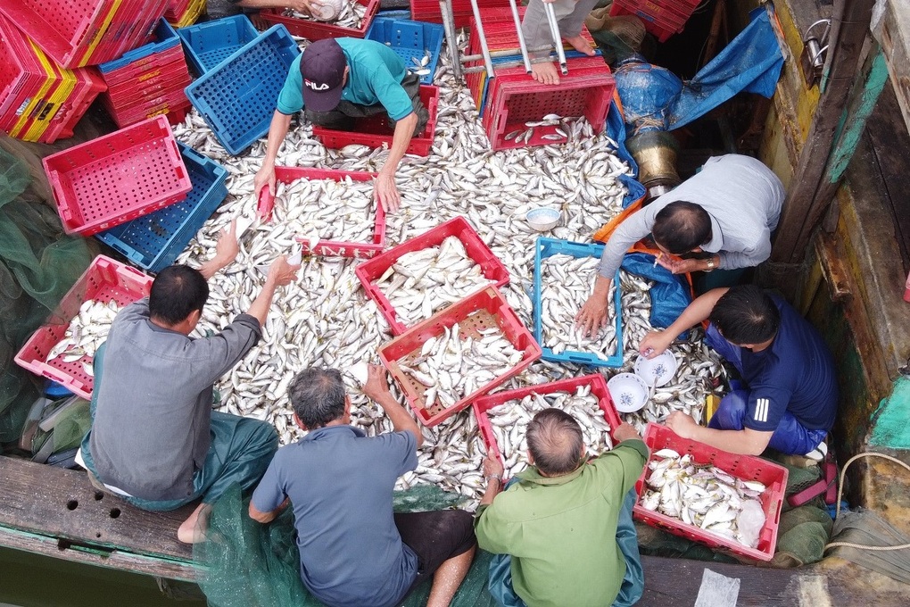 Liên tiếp trúng những mẻ cá lớn, ngư dân kiếm ngon hàng trăm triệu - 2 Liên tiếp trúng những mẻ cá lớn, ngư dân kiếm ngon hàng trăm triệu - 2