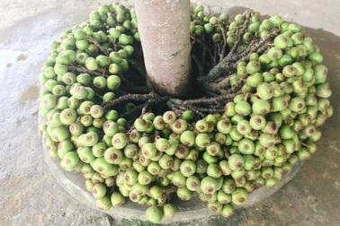 "Cây thần" cả xóm ăn không hết, nhưng ai cũng ngã ngửa khi biết sự thật