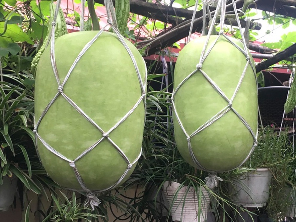 Khu vườn trên cao xanh tốt, vui tuổi già của những người phụ nữ Việt U70 - 14 Khu vườn trên cao xanh tốt, vui tuổi già của những người phụ nữ Việt U70 - 14