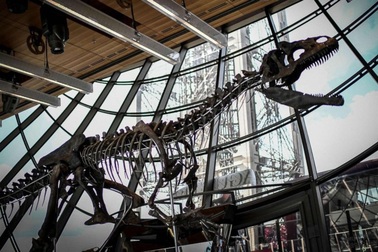 Đại gia ẩn danh chi 54 tỷ đồng mua hóa thạch khủng long trưng tại gia