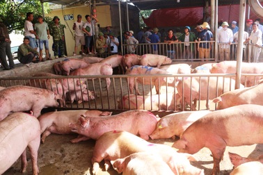 Gần 500 con lợn sống Thái Lan được bán hết sạch ngay khi về Hà Nam