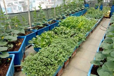 Ông bố "mát tay" làm vườn dưa lưới, thu hoạch 150kg/vụ ở Sài Gòn