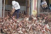 Ăn 80 ngàn tấn gà Trung Quốc thải loại: Ám ảnh dịch bệnh