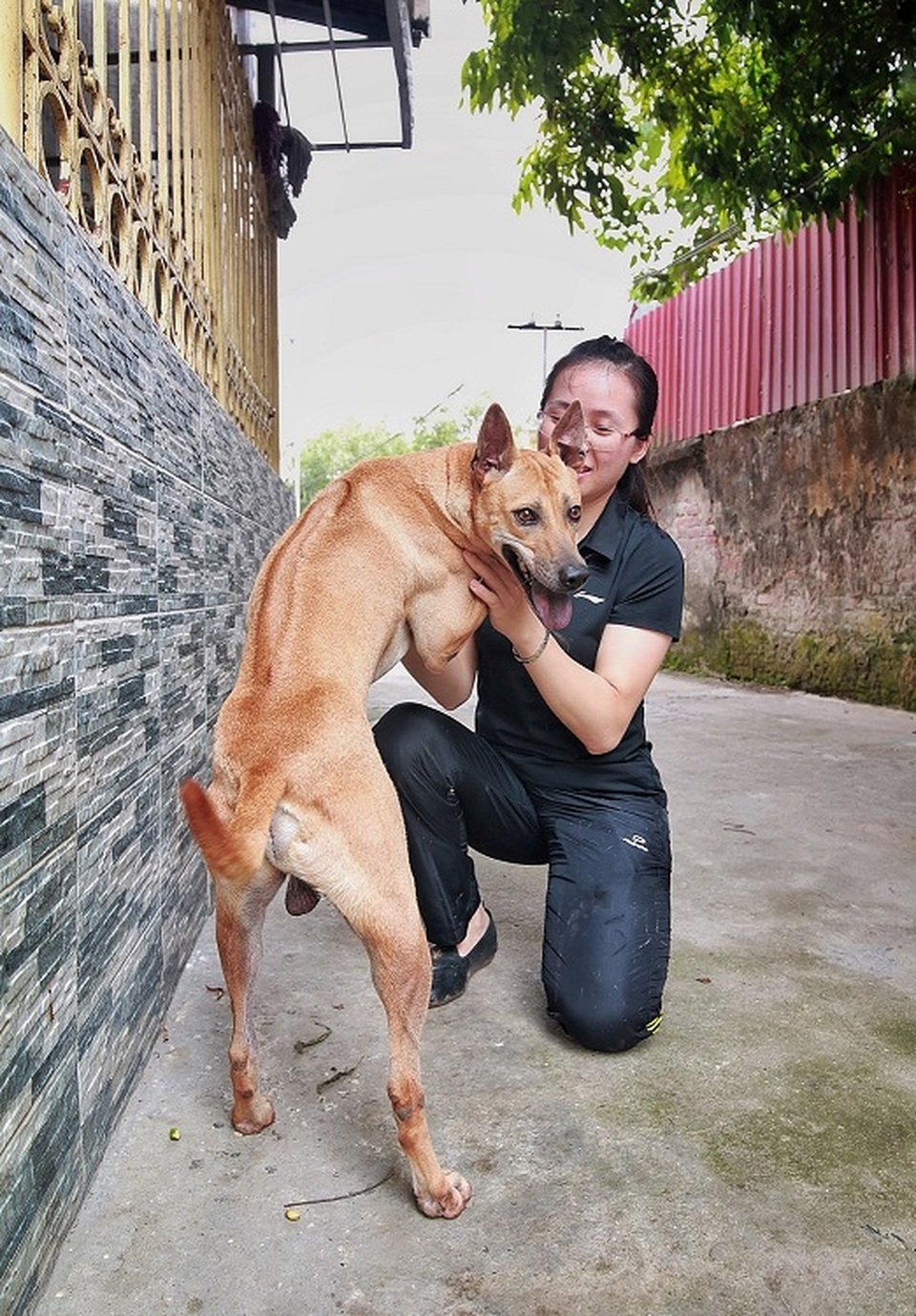 Chiêm ngưỡng 3 chú chó Phú Quốc độc nhất Việt Nam có tổng giá trị gần 1 tỷ đồng - 3 Chiêm ngưỡng 3 chú chó Phú Quốc độc nhất Việt Nam có tổng giá trị gần 1 tỷ đồng - 3