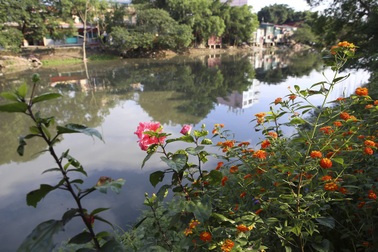 Đường hoa thơ mộng bên bờ sông ô nhiễm ở Hà Nội