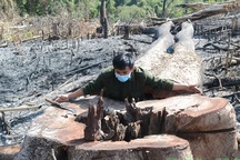 15ha rừng ngay cạnh chốt bảo vệ bị "xóa sổ" gọn gàng!