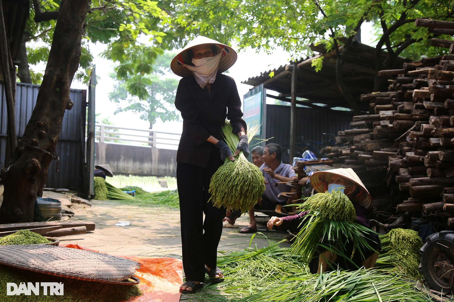 Nghề cốm Mễ Trì: Tự trồng lúa, làm khép kín từ A đến Z - 3
