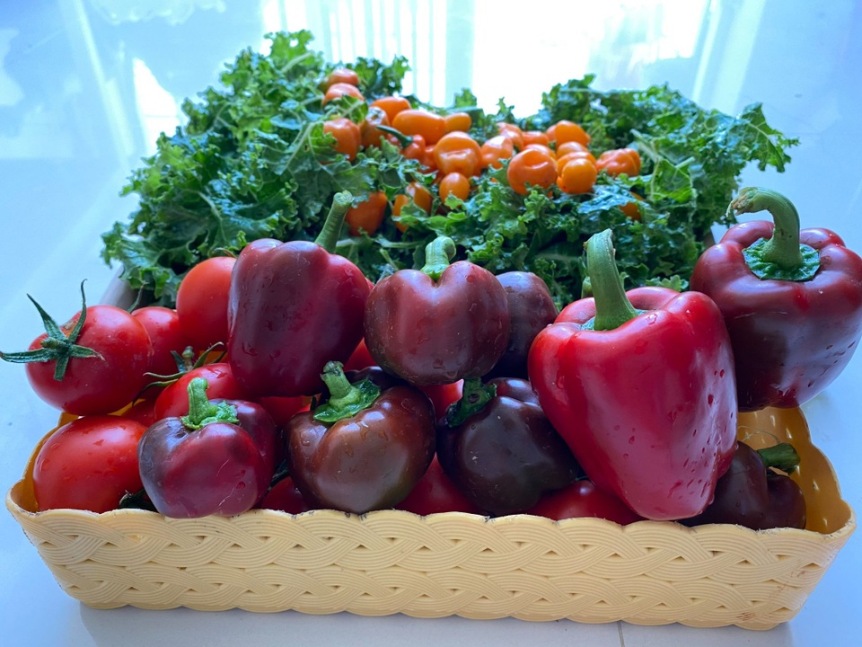 Vườn toàn rau, trái lạ, thu hoạch mỏi tay của người phụ nữ ở Quảng Nam - 2