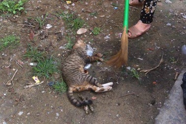 Cả khu phố náo loạn vì một chú mèo