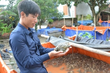 Cử nhân đi nuôi ếch