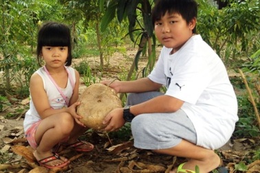 "Choáng" vì đào được củ sắn nặng hơn 4kg