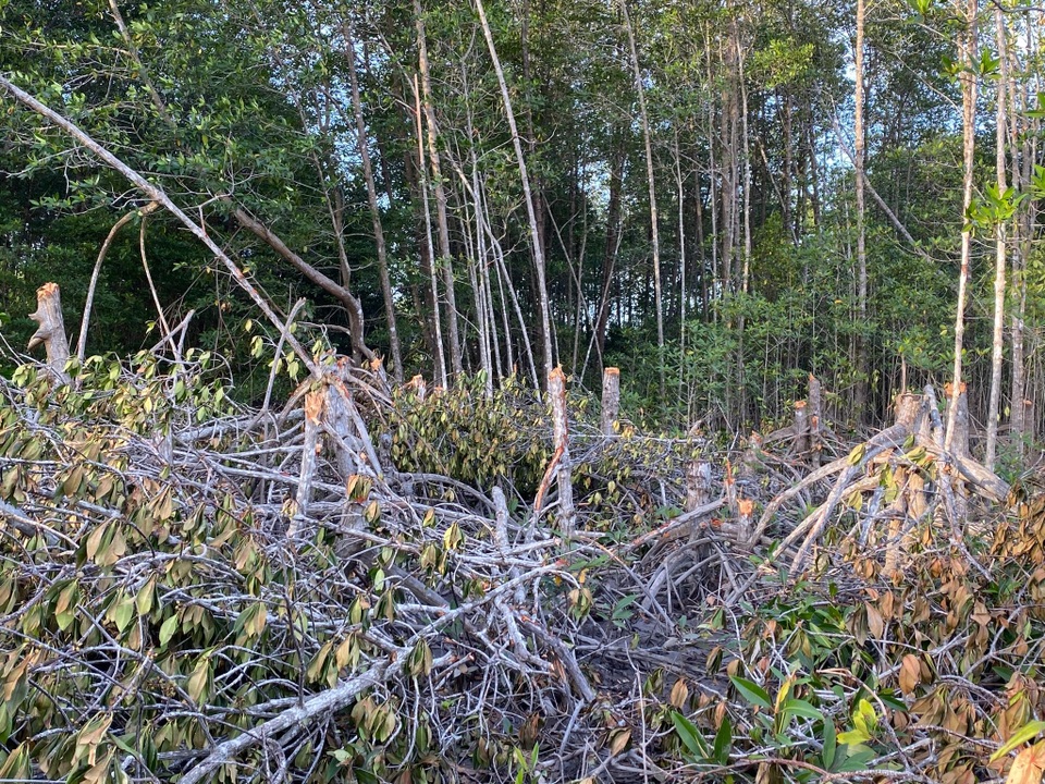 Chủ tịch Cà Mau chỉ đạo kiểm tra thông tin rừng phòng hộ bị chặt phá - 1