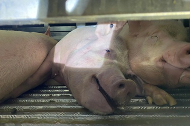 Bắt giữ 2 xe tải nghi chở lợn bệnh đi tiêu thụ