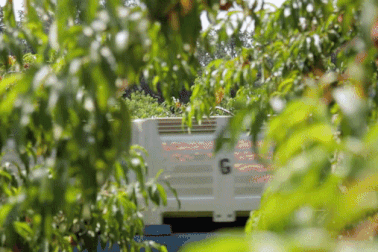 Tận mắt cảnh nông dân Mỹ dùng kỹ thuật đặc biệt thu hoạch từ 6000 cây đào