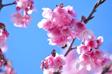 ​Hoa anh đào Nhật Bản rực rỡ khoe sắc ở Sa Pa