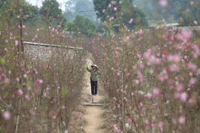 Đào Nhật Tân nở sớm rực rỡ