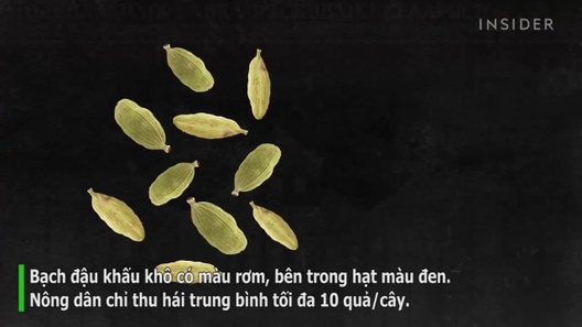 Cảnh thu hoạch loại gia vị đắt đỏ bậc nhất, giá hơn 2 triệu đồng/kg