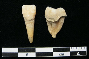 Cao răng cổ đại cho thấy người Mông Cổ đã biết sử dụng sữa từ 3.000 năm trước