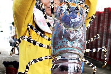 Con tôm hùm trị giá 2 triệu đồng 