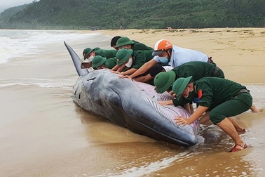 Cá voi "khủng" dài 10 m, nặng 3 tấn bị sóng đánh mắc cạn vào bờ
