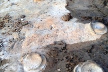 Phát hiện hóa thạch nghi là Cúc đá 200 triệu năm tuổi ở Gia Lai