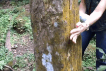 Kỳ lạ thung lũng cây hình vuông với bốn mặt bằng chằn chặn