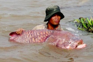 Sinh sản nhân tạo thành công giống cá nằm trong sách đỏ